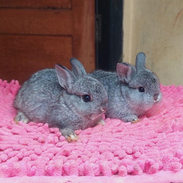 Kelinci Mini Nd Special Cinchila Tbk