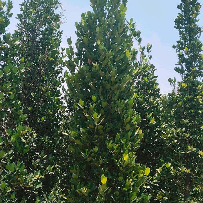 Pohon Garcenia Tinggi 2 Meter - Informasi Lebih Jelas Harap Diclintik Terlebih Dahulu Ka calathea