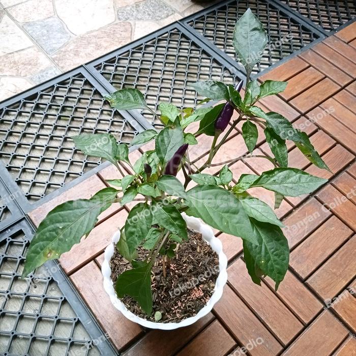 Bibit Tanaman Hias Hidup Cabe Cabai Rawit Ungu Purple Chili Real Plant