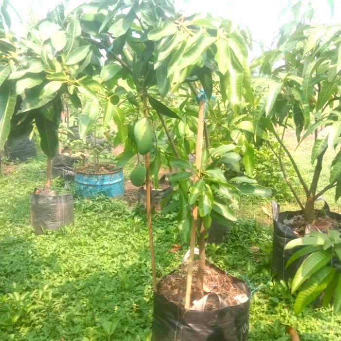 Bibit buah mangga cengkir Indramayu berbuah/berbunga