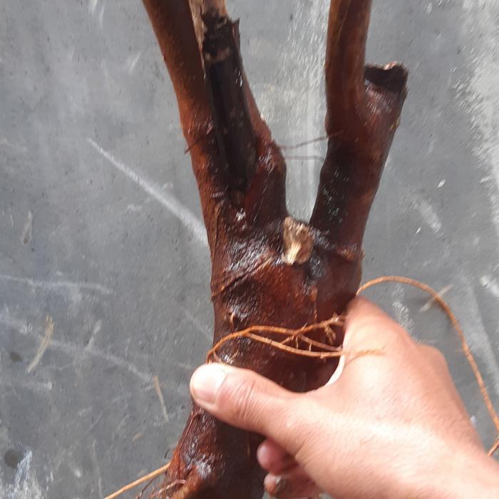 SIAPKIRIM bahan bonsai kaliandra merah READY STOCK