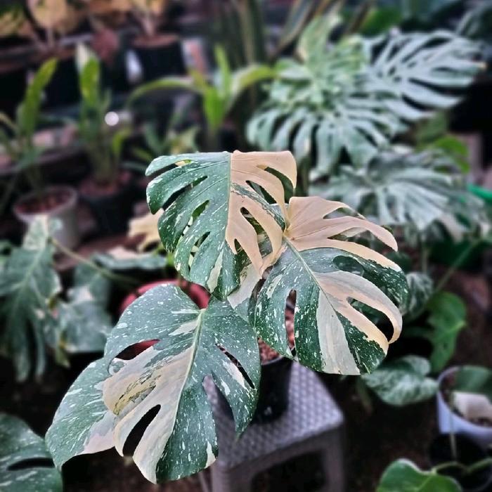 Terlaris Monthai Philodendron Thai Constellation
