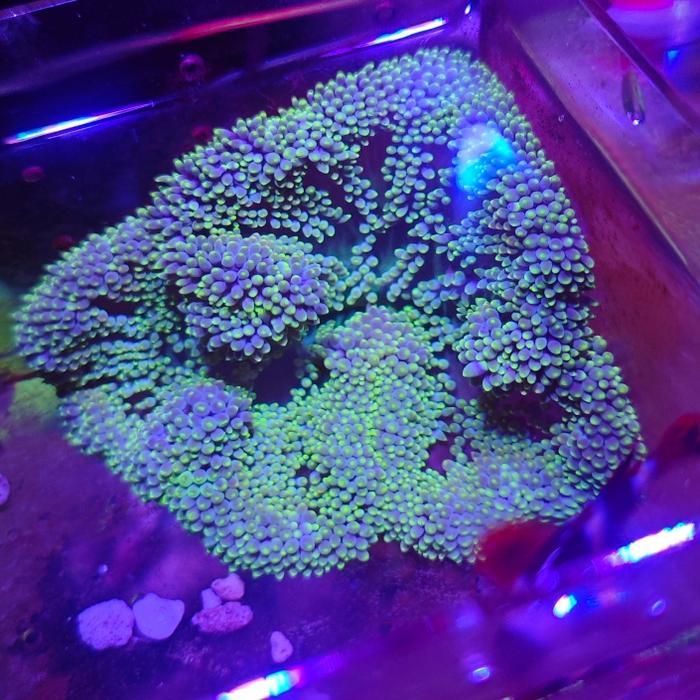 Anemon Karpet Hias Cantik Rumah Untuk Nemo Aquarium Laut Hias