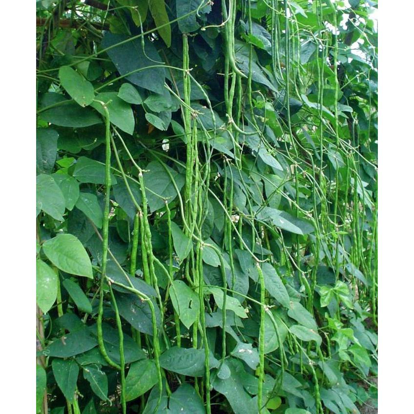 PAKET HEMAT BENIH/BIBIT ECERAN (SAYURAN DAN BUAH)