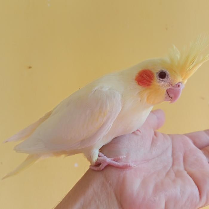 Baby Burung Falk / Cockatiel / Parkit Australi Jinak Tbk