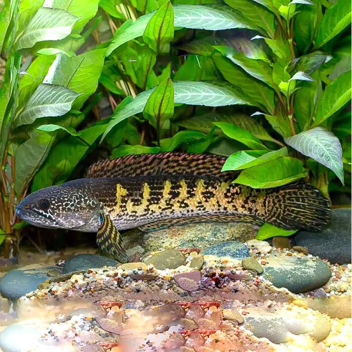 Ikan Channa Auranti /Aurantimaculata