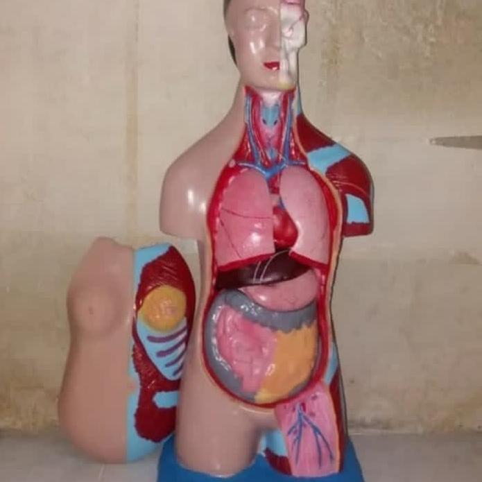Manikin Torso Wanita / Manekin Torso Cewek / Phantom Torso Wanita
