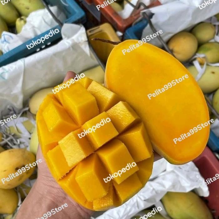 Mangga Harum Manis Thailand Dok May Matang Pohon