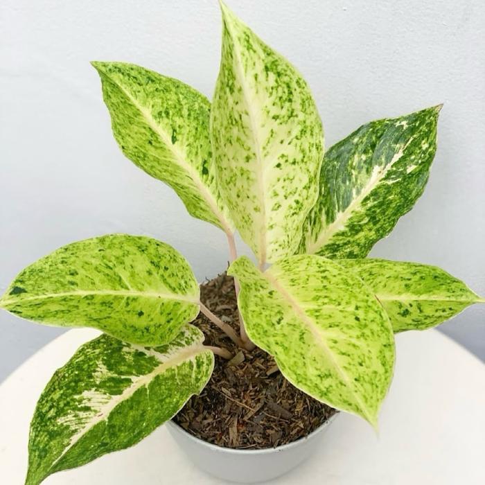 Stok Baru Tanaman hias aglonema striptis white - Aglonema striptis white