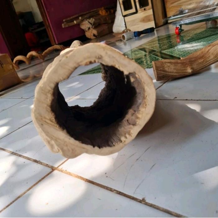 Ready Kayu Kopi Tarantula Hiding Cave Bolong Alam Berkualitas