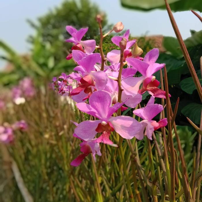 NEWW anggrek tanah vanda douglas