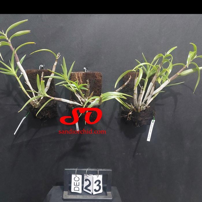 Dendrobium capra / Anggrek Larat Hijau Gratis Ongkir