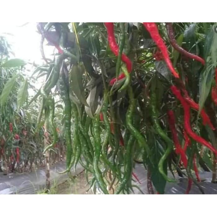 Serasiinspace Benih Cabe Awe Aceh 10 Gram Tinggi Bisa 2 Meter Original Pabrik Cmk Merah Keriting