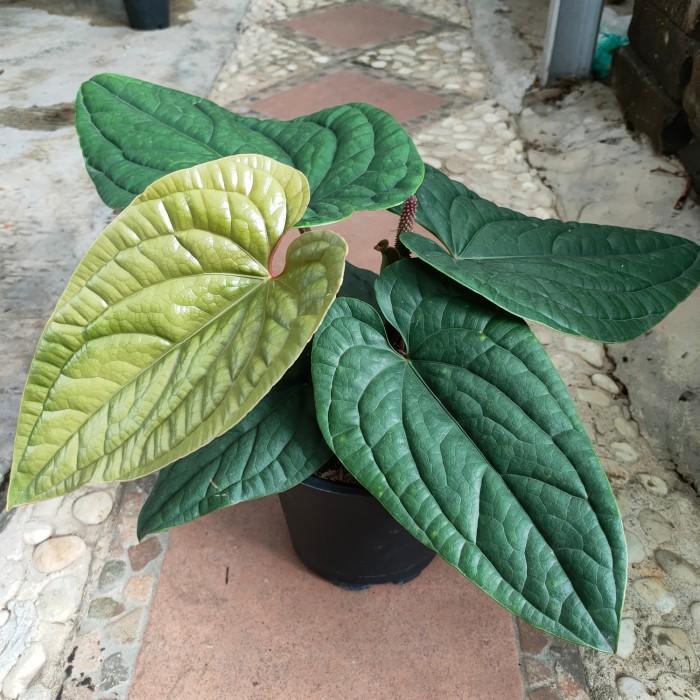 Tanaman Anthurium Sirih / Anthurium Radicans / Anthurium Luxurians