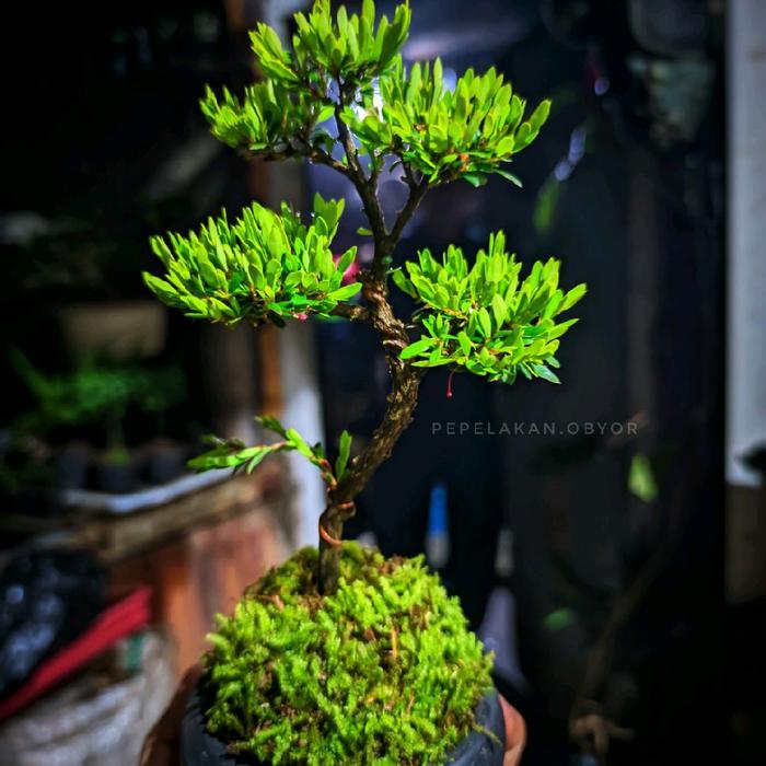 Bonsai Mini Mame dan Shito Cendrawasih micro Formal Karakter Sudah jadi