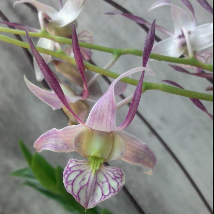 [ DEWASA ] Dendrobium leporinum