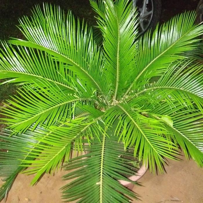 tanaman sikas mini+pot