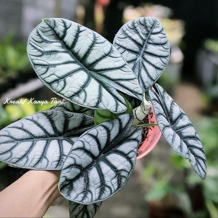 Tanaman hias alocasia dragon silver - Alocasia silver dragon