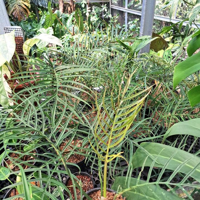 Philodendron Tortum / Philo Tortum Tanaman Daun