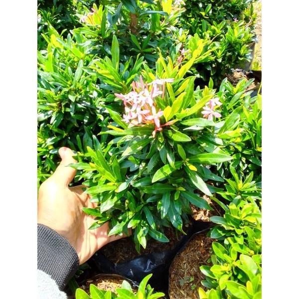Terlaris Bibit Asoka pink daun lancip micro TAMBULAPOT