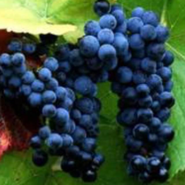 Bibit tanaman pohon buah anggur hitam bibit anggur hitam SIAP BERBUAH Terbaik