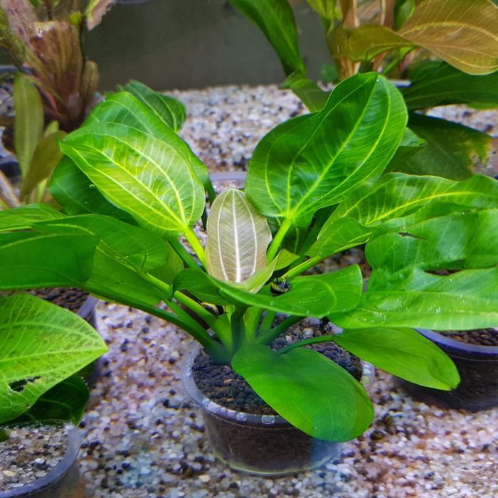 Premium Echinodorus Iguazu Rosemarry (New Varian) Original