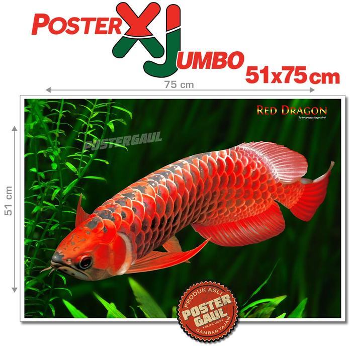 Poster XJumbo IKAN ARWANA - NAGA MERAH #XJFJP617 - ukuran 51 x 75 cm