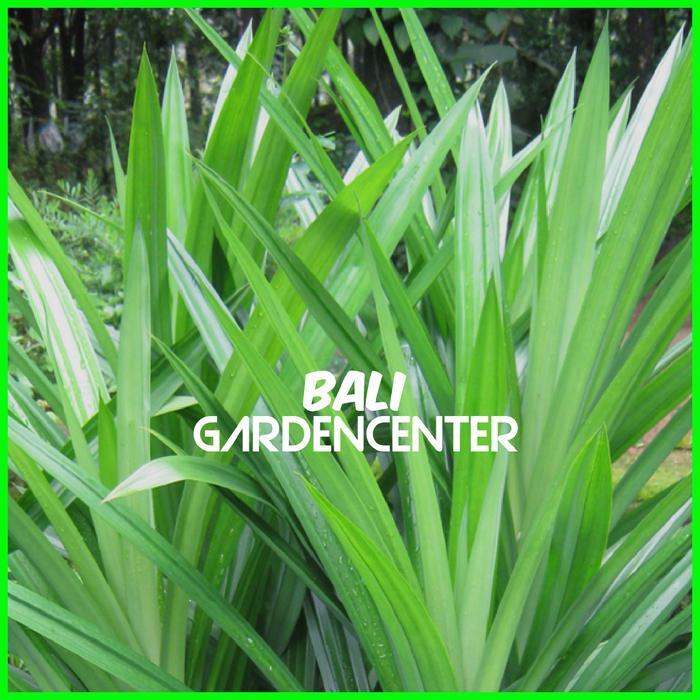 TANAMAN PANDAN WANGI - TANAMAN DAUN PANDAN