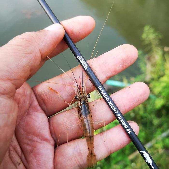 JORAN TEGEK ISPULL TANAGO NIGHT PRAWN INP 6S MICRO FISHING