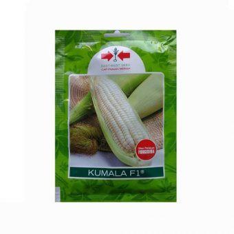 """] Benih Jagung Pulut Kumala F1 200 Biji Panah Merah