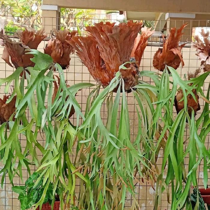 tanaman hias kadaka tanduk rusa jumbo Tumbuhan Alami Gratis Ongkir