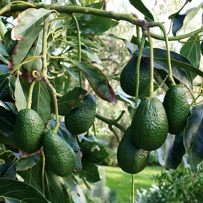 Zico Stored Bibit Alpukat Hass 1 Meter