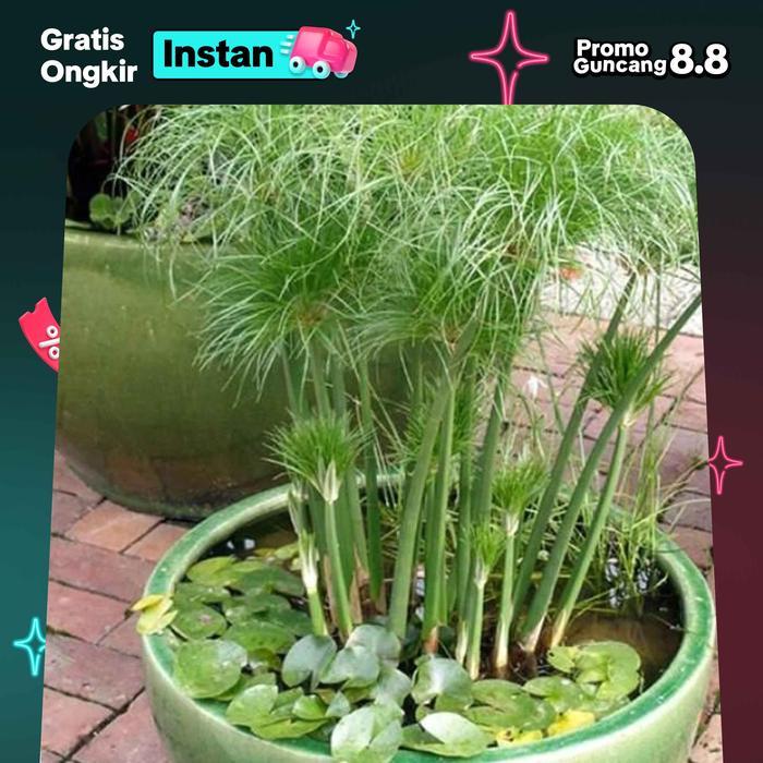 Tanaman hias papyrus Giant. tanaman papirus air