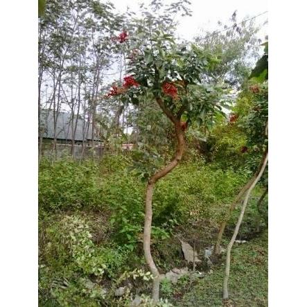 Pohon Pelindung, Dadap Merah