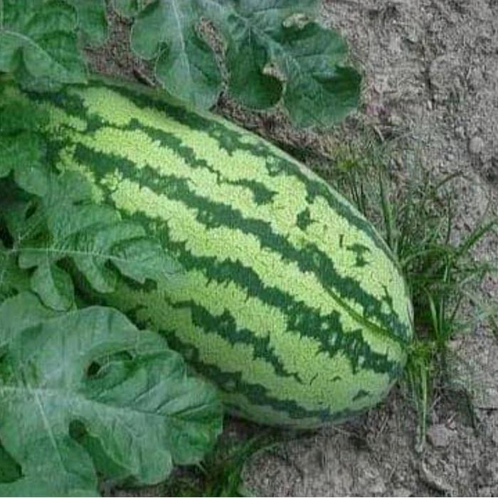 KEMASAN ORIGINAL BIJI BENIH SEMANGKA LONJONG NON BIJI IMPOR F1