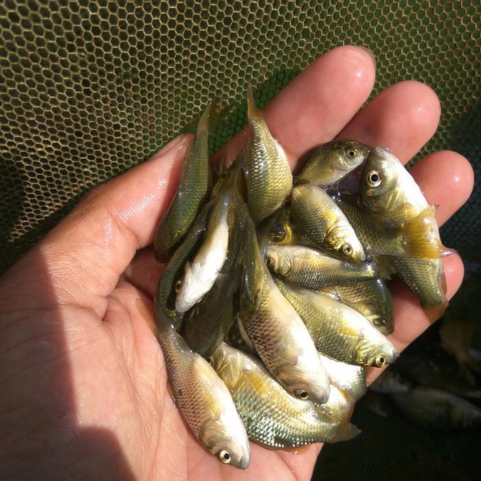 PAKET ANAKAN IKAN MAS/BIBIT IKAN MAS PAKAN PREDATOR