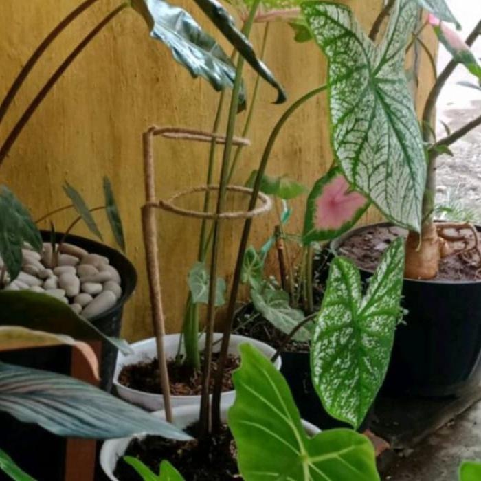 turus penyangga tanaman Keladi