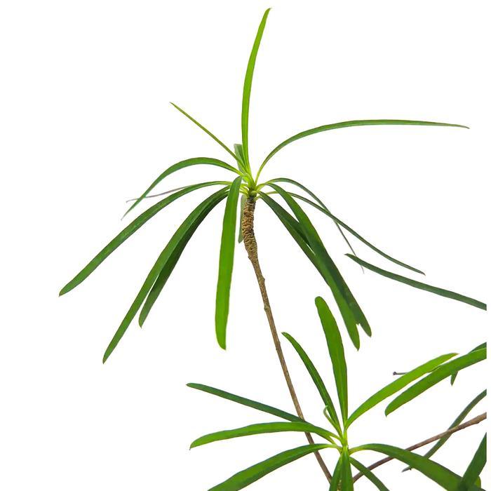 Habitart - Euphorbia Hedyotoides Tanaman Hias Koleksi / Bonsai