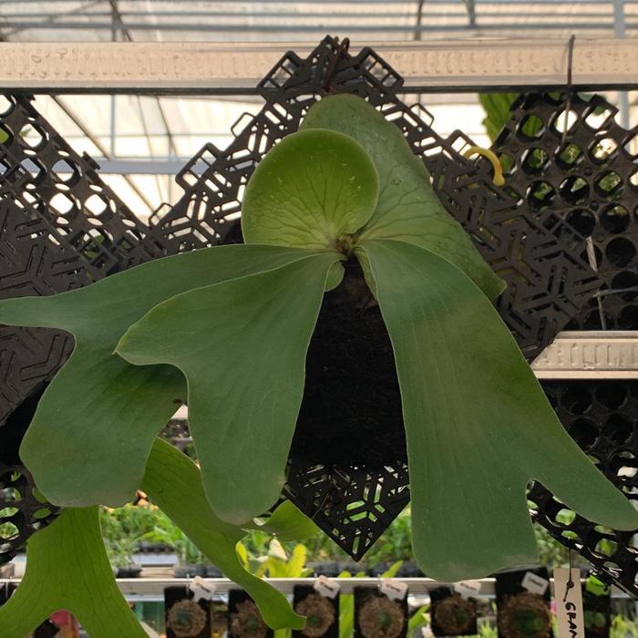 ORIGINAL platycerium ellisotis papan ukuran 23x23 READY STOCK