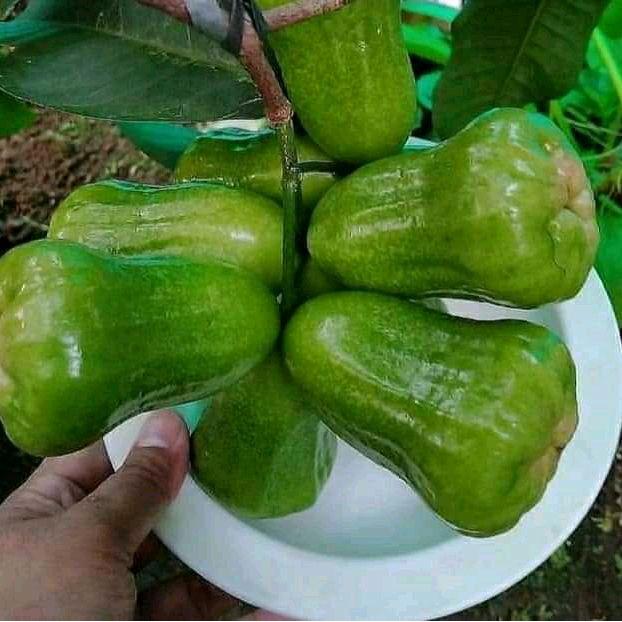 BIBIT TANAMAN JAMBU AIR GREEN GIANT SUPER CANGKOK
