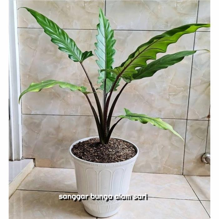 SALE TANAMAN HIAS ALOCASIA LAUTERBACHIANA KERIS PAPUA / PLUS POT PUTI TERMURAH