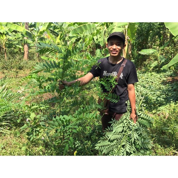 Zico Stored Benih Indigofera Dan Lamtoro Super