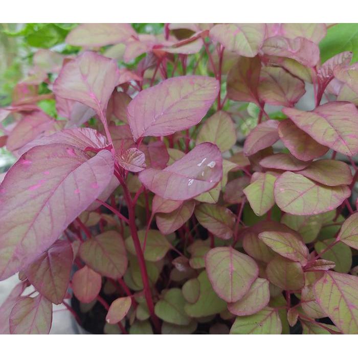 Serasiinspace Benih Bayam Merah 1 Kg Urban Farming Premium Unggul Nutrisi Tinggi Bisa Cabut & Potong