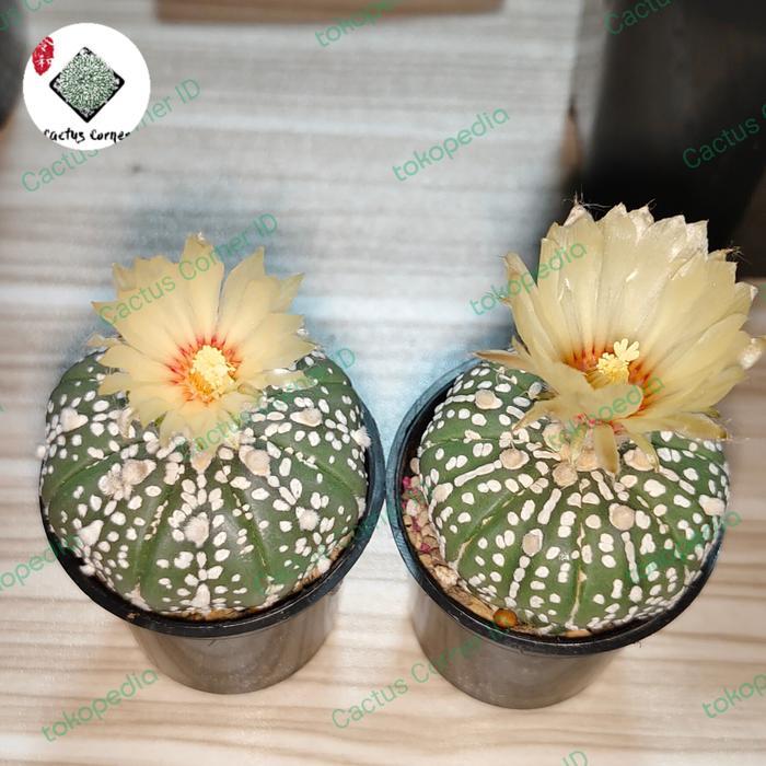 Kaktus Astrophytum Superkabuto besar