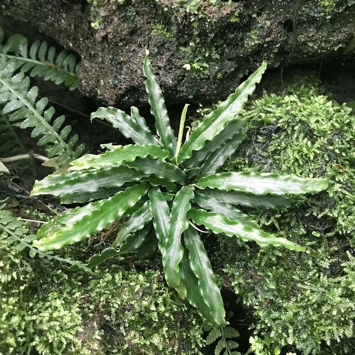 Schismatoglottis sp antu - Tanaman hias mini for Terrarium Paludarium