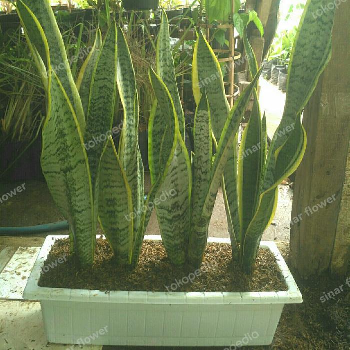 sensivera + pot persegi panjang/tanaman hias/tanaman lidah mertua+pot