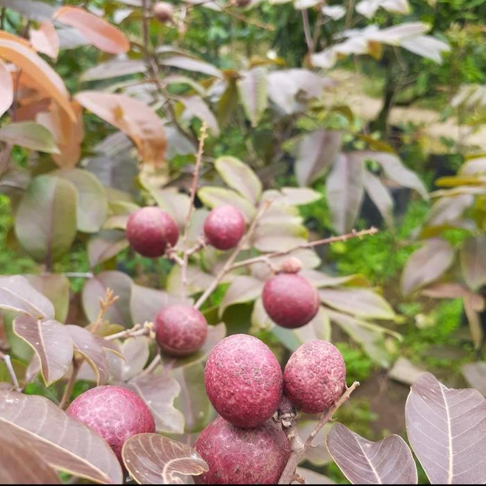 pohon buah kelengkeng merah super sudah berbuah