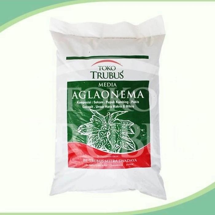 MEDIA TANAM AGLONEMA TRUBUS SIAP PAKAI