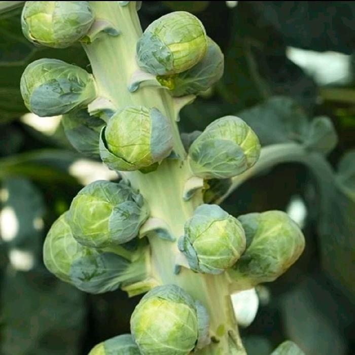 Serasiinspace Benih Kubis Brussel Spourt Bibit Kubis Mini Original Tanaman Tumbuhan