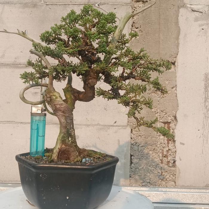 Bonsai Cemara Sargenti Pingpong Size Small/ Bonsai Sargenti Kishu